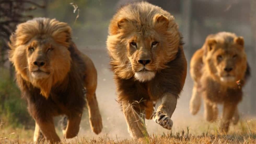 leones-manada01